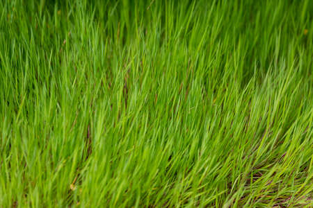 Green natural background from grass.の写真素材