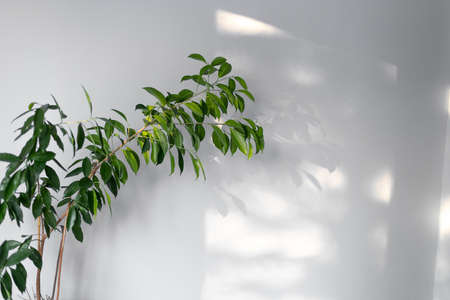 Gray background with a wall, a green branch of a flower and spots of light from a window