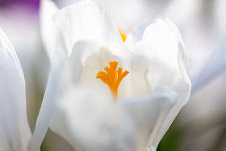 The first flowers after winter. Delicate flowers in spring. Primrosesの写真素材