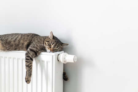 The cat lies on a heating radiator against the background of a gray wall. The cat warms up on the batteryの写真素材