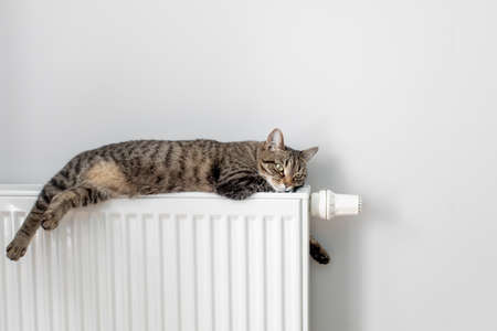 The cat lies on a heating radiator against the background of a gray wall. The cat warms up on the batteryの写真素材