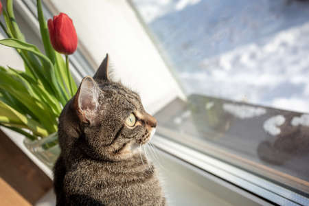 The cat sits on the window on a winter day and looks out the window. There are tulips on the windowsillの写真素材