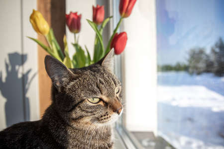 The cat sits on the window on a winter day and looks out the window. There are tulips on the windowsillの写真素材