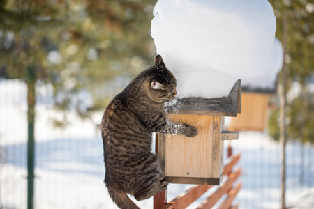 The cat is waiting by the birdhouse. The kitten watches, waits and hunts for birds. Rustic outdoor setting with homemade rustic birdhouseの写真素材