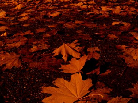 Autumn leaves