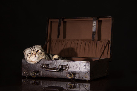 British Shorthair Cat Cat - explorer Satisfied cat lying in suitcaseの写真素材
