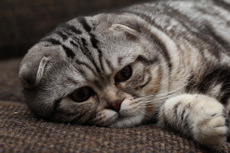 british shorthair catの写真素材