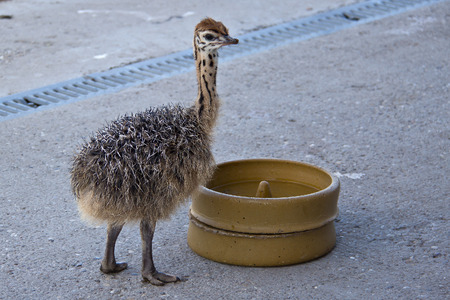 Young Ostrichの写真素材