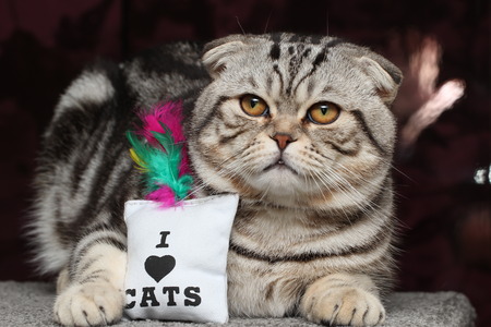 British Shorthair Catの写真素材