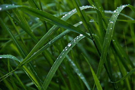 Dewdrops. Raindrops hanging on the plants.