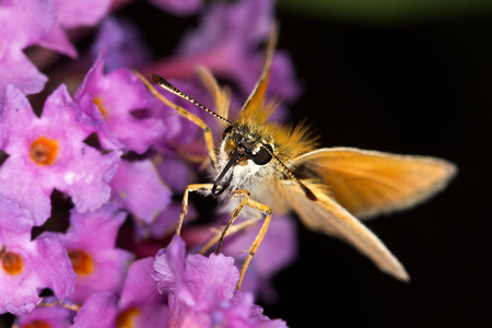 Butterflyの写真素材