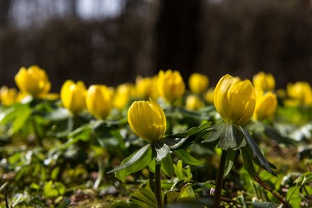 Eranthis hyemalisの写真素材