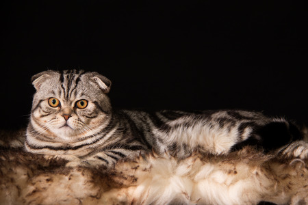 British Shorthair Catの写真素材