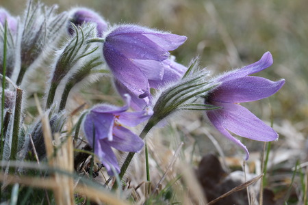 Pasqueflower