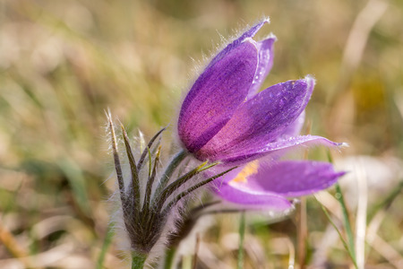 Pasqueflower