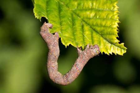 Worm. Caterpillar.の写真素材