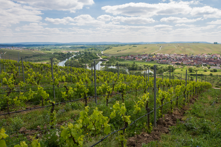 Vineyards, Main River, Germany. Vineyards on the Main River near Volkach, Franconia, Bavaria, Germany.の写真素材