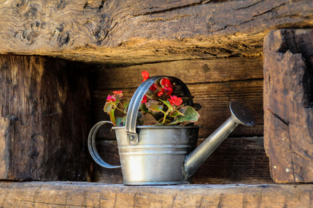 Old metal watering can filled with red flowers.の写真素材