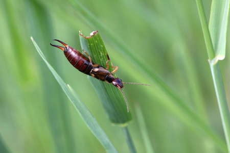 Diplura