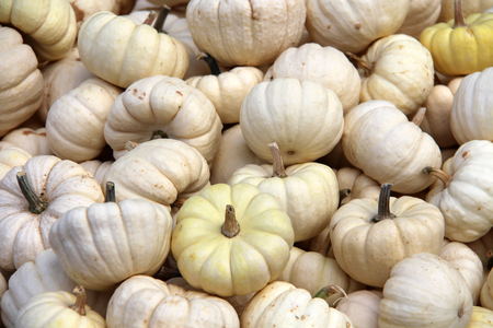 Multicolored decorative pumpkins on autumn festival