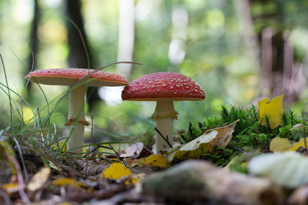 Forest mushrooms on a bright day