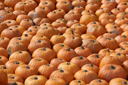 Pumpkins. Multicolored decorative pumpkins on autumn festival.の写真素材