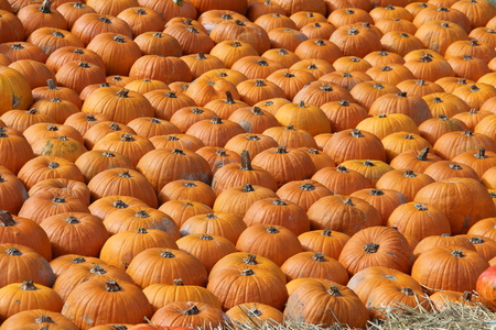 Pumpkins. Multicolored decorative pumpkins on autumn festival.