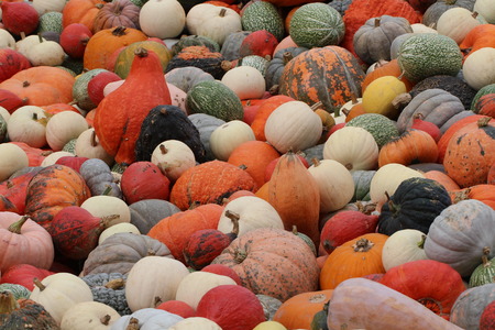Pumpkins. Multicolored decorative pumpkins on autumn festival.