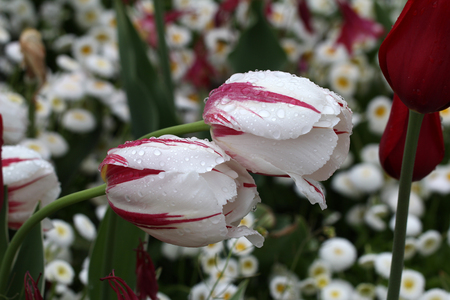 Tulipsの写真素材