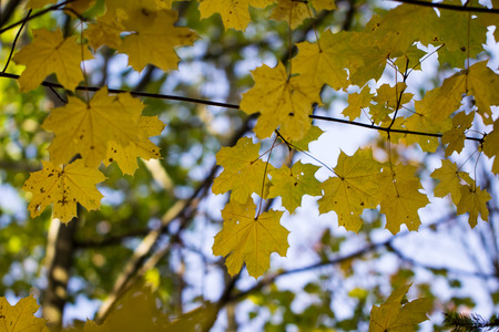 Yellow maple leaves