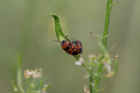 Pyrrhocoris