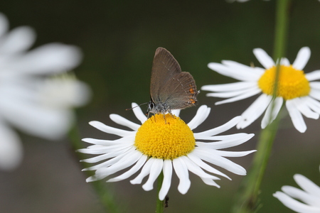 Butterflyの写真素材