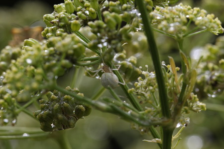 Spider crawling on a plant.