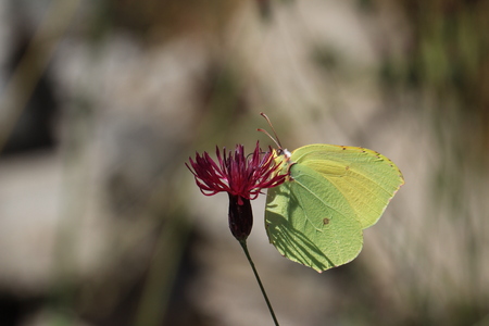 Butterflyの写真素材