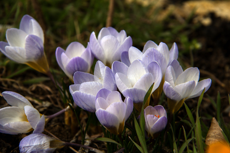 Crocuses / A group of crocuses in the grassの写真素材