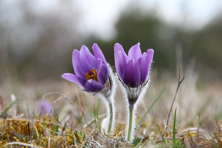 Purple pasque flowers in springtimeの写真素材