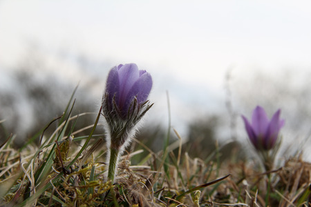 Purple pasque flowers in springtimeの写真素材