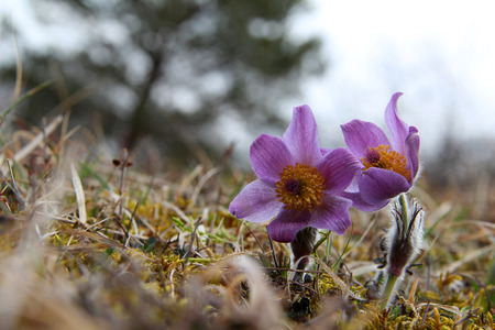 Purple pasque flowers in springtimeの写真素材