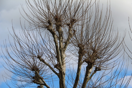 Plane trees against the sky