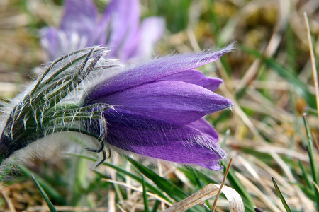 Purple pasque flowers in springtime / Hairy fuzzy pasque-flowers in soft purple pastel colors in springtimeの写真素材