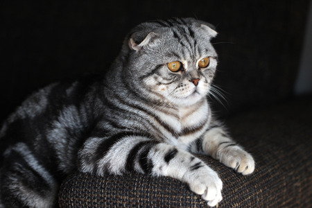 British Shorthair kitten / kitten sitting littleの写真素材