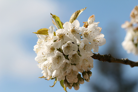 Spring flowering of fruit treesの写真素材