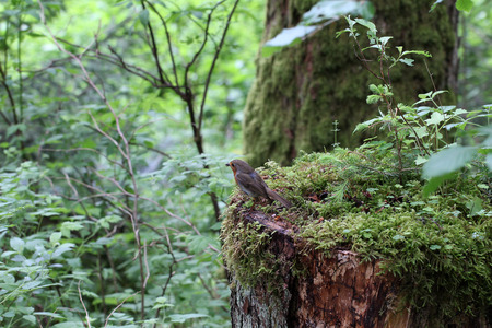 Forest birdの写真素材