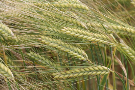 Harvestの写真素材