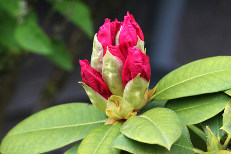 Rhododendronの写真素材