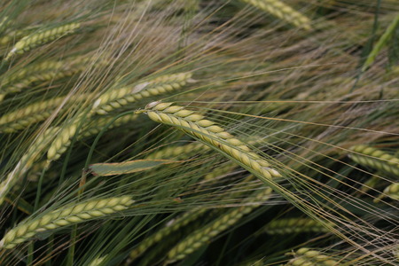 Harvestの写真素材