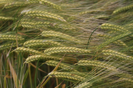 Harvestの写真素材