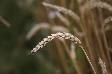 Harvestの写真素材