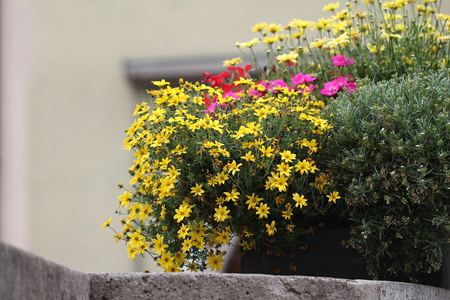 Yellow garden flowersの写真素材