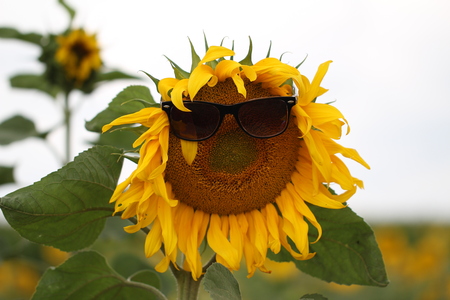 Sunflowersの写真素材